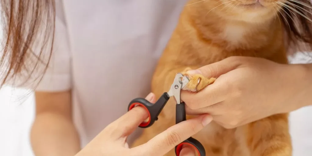 How Do You Choose the Right Nail Clippers for Your Cat?